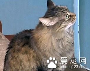 3个月大婴儿被遗弃 若不是这只猫咪就悲剧了