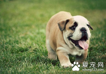 怎样训练狗狗的禁止行为 详解4种禁止行为