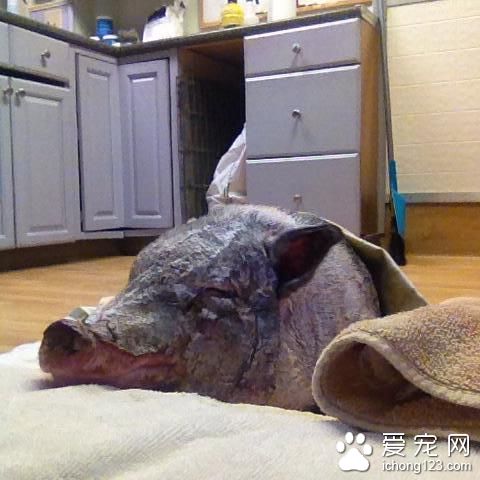 为了一箱零食 宠物猪竟活生生的变成了烤乳猪