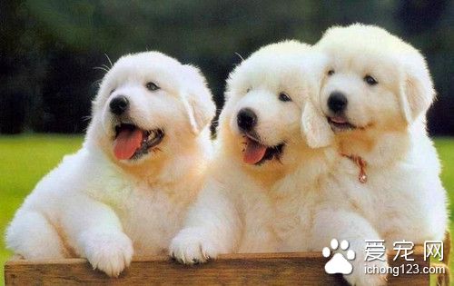 疥癣虫除去水 狗狗疥癣虫可能带来的疾病