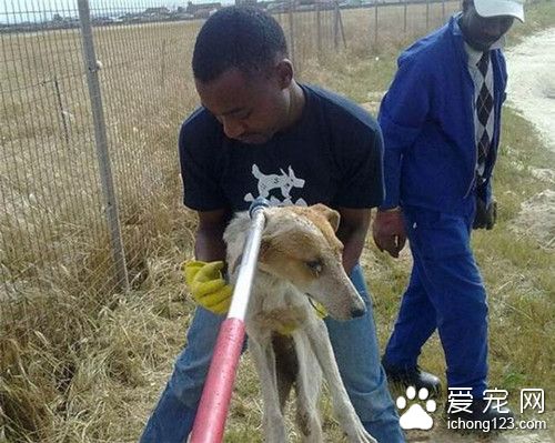 男子马路边发现一小坑 宠物狗遭活埋