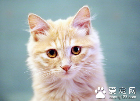 猫患了脂肪组织炎怎么办 从加强饲养管理着手