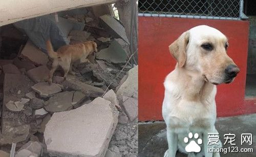 搜救犬连日在灾区协助救援 劳累过度光荣殉职