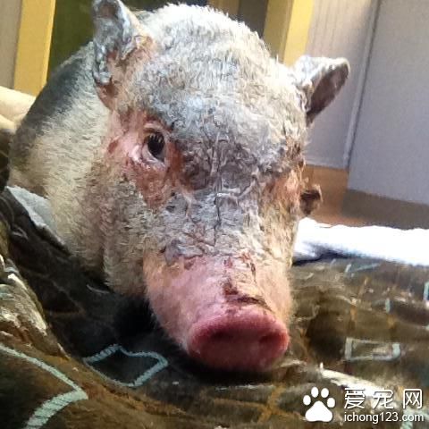 为了一箱零食 宠物猪竟活生生的变成了烤乳猪