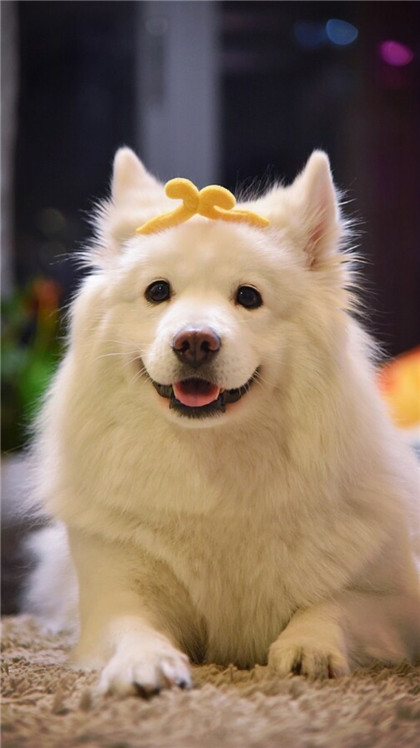 呀，美妞妞么，双眼皮的萨摩耶！