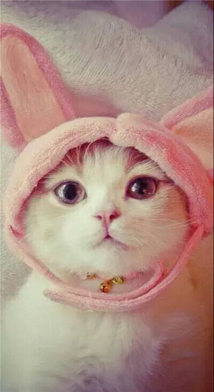 喵星人，人家爱上了一只小兔子~