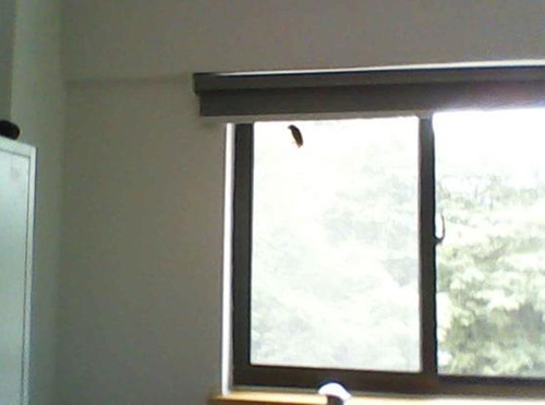 农妇不知何故惹到麻雀 每天麻雀准时来撞玻璃