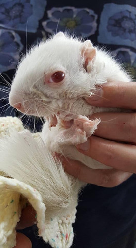 竟然把那么漂亮的雪白松鼠给扔了 好多人想养