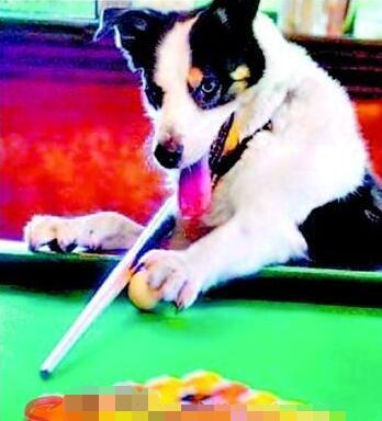 德牧到底有多聪明 兴趣爱好京是喜欢打台球