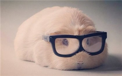 鼠星人，别看我乖乖萌萌的，我可是个博士鼠！