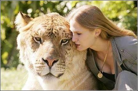 美国出现最大狮虎兽体重过千斤 简直是噩梦