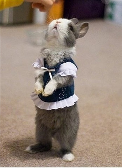 咦，爱丽丝的兔子么！