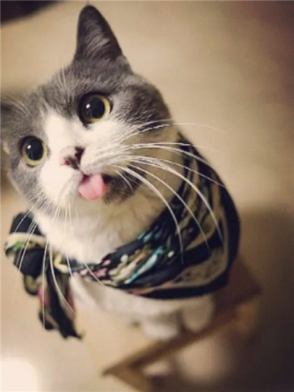 喵星人，萌萌哒，看我有没有韩范风呢？