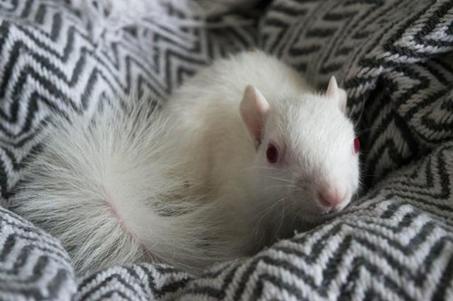 竟然把那么漂亮的雪白松鼠给扔了 好多人想养