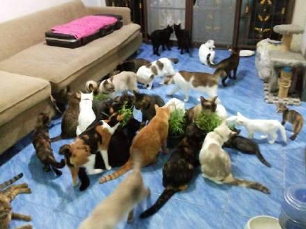 网友晒出自家的20多只猫咪 令人羡慕不已