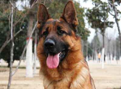 德牧到底有多聪明 兴趣爱好京是喜欢打台球