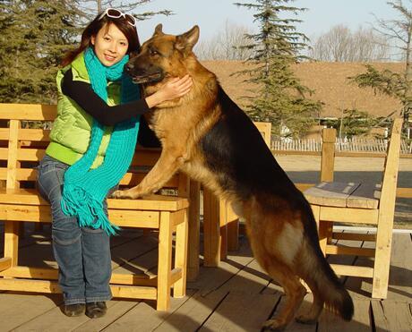 德牧到底有多聪明 兴趣爱好京是喜欢打台球