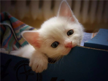 喵星人，我的小窝很温暖，来耍不？