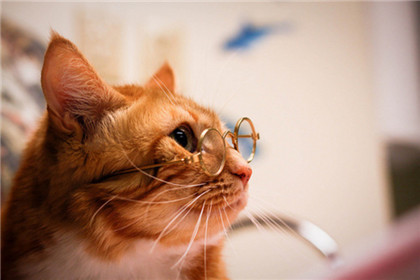 嗯？好有学问的样子？