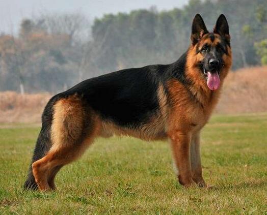 德牧到底有多聪明 兴趣爱好京是喜欢打台球