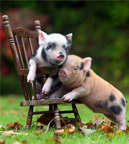 宠物猪，幸福的两口子！