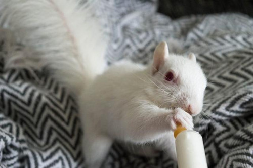 竟然把那么漂亮的雪白松鼠给扔了 好多人想养