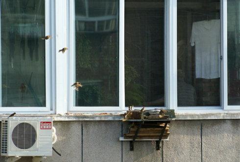 农妇不知何故惹到麻雀 每天麻雀准时来撞玻璃