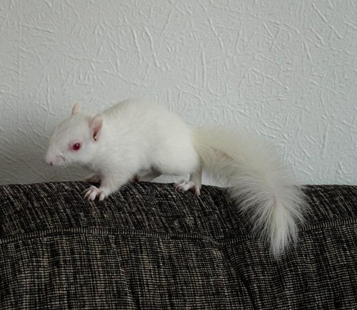 竟然把那么漂亮的雪白松鼠给扔了 好多人想养