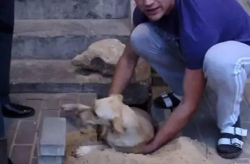 怀孕母狗遭活埋在地下 被好心小哥撬砖救下