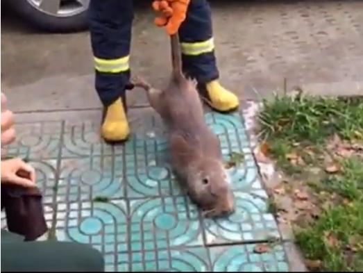 男子抓到不知名的巨鼠 竟然比猫咪还大