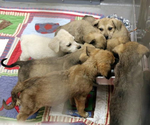 15只小奶狗被扔在垃圾里喝脏水 真的不如不养