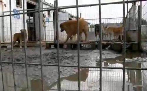 她一个人买下了200多只狗 知道真相都感动了