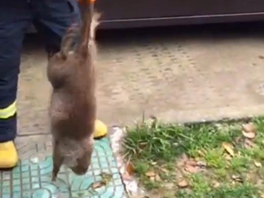 男子抓到不知名的巨鼠 竟然比猫咪还大