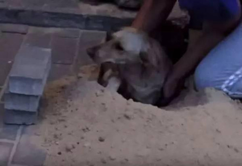 怀孕母狗遭活埋在地下 被好心小哥撬砖救下