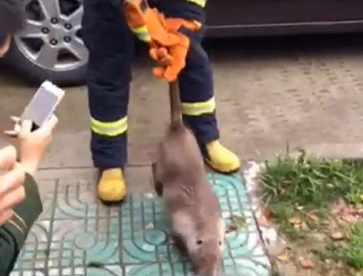 男子抓到不知名的巨鼠 竟然比猫咪还大