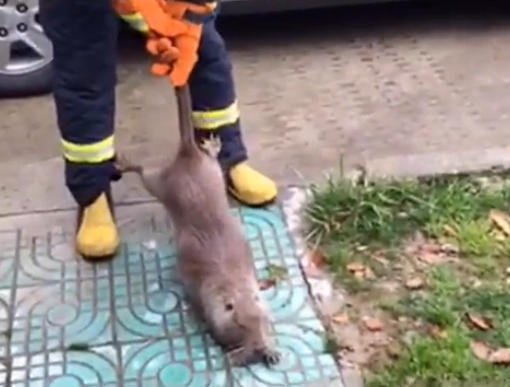 男子抓到不知名的巨鼠 竟然比猫咪还大