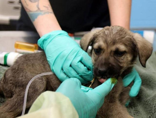 15只小奶狗被扔在垃圾里喝脏水 真的不如不养