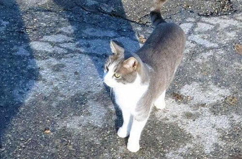 主人辞世后 爱猫天天带着鲜花到坟前陪伴