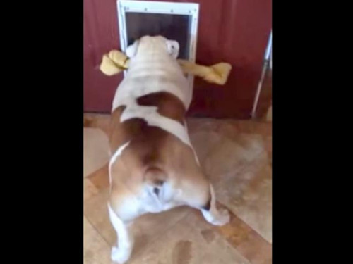 斗牛犬咬着骨头进不了门  想了一个聪明办法