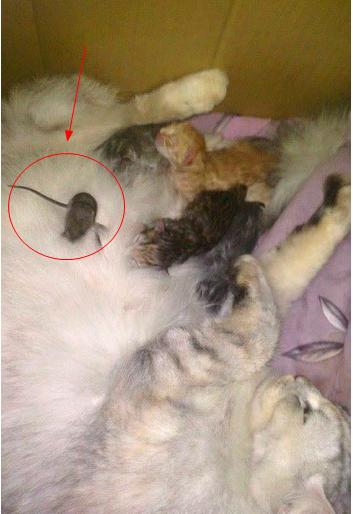母猫生一窝宝宝后 竟有两只小老鼠混进来喝奶