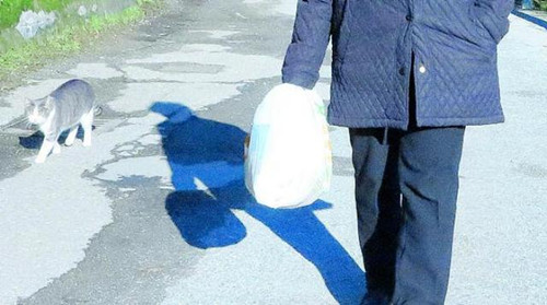 主人辞世后 爱猫天天带着鲜花到坟前陪伴