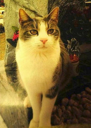 主人辞世后 爱猫天天带着鲜花到坟前陪伴