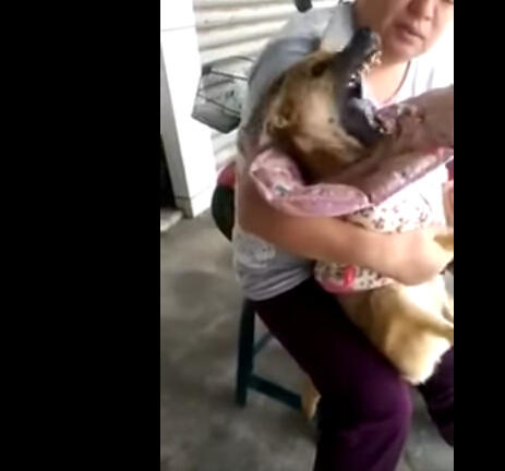 狗狗发生“癫痫”恐怖一幕 主人对它不离不弃