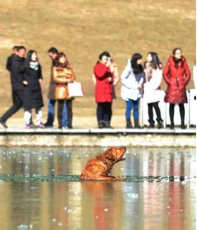 纵身跳冰湖救出落水狗 狗狗获救发生感动一幕