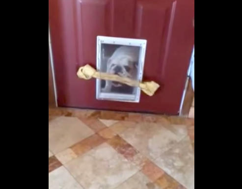 斗牛犬咬着骨头进不了门  想了一个聪明办法