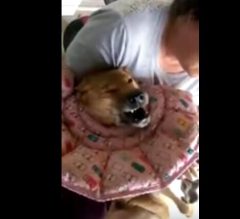 狗狗发生“癫痫”恐怖一幕 主人对它不离不弃