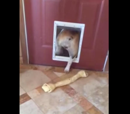 斗牛犬咬着骨头进不了门  想了一个聪明办法