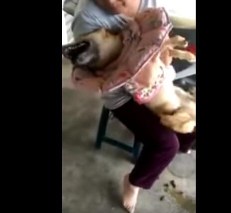 狗狗发生“癫痫”恐怖一幕 主人对它不离不弃