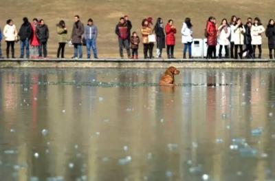 纵身跳冰湖救出落水狗 狗狗获救发生感动一幕