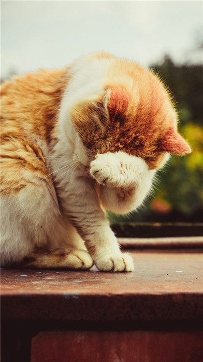 喵星人，本宝宝不开心！